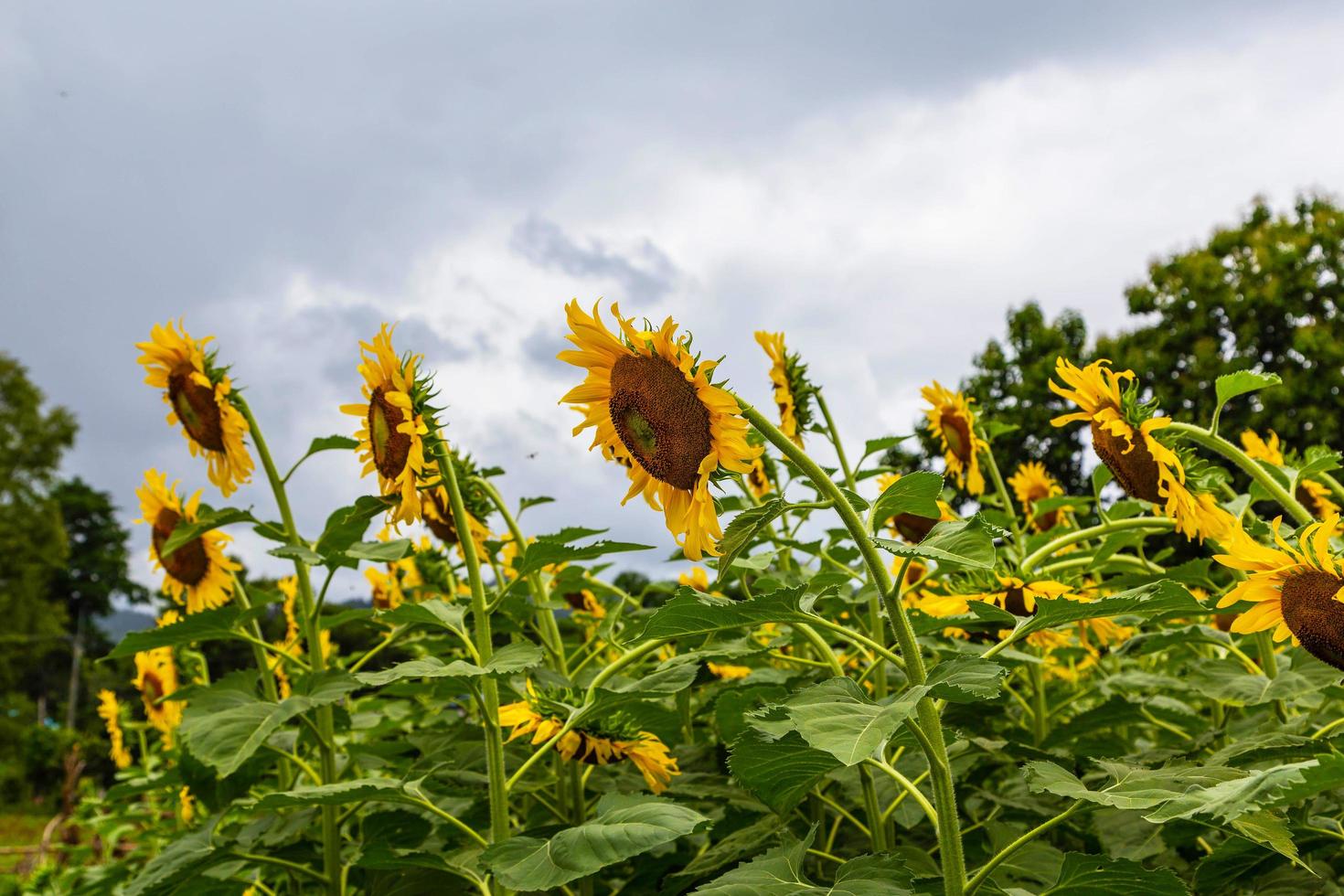 Sonnenblumenfeld und Sonnenblumenhintergrund foto