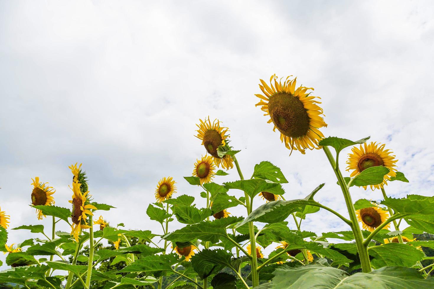 Sonnenblumenfeld und Sonnenblumenhintergrund foto