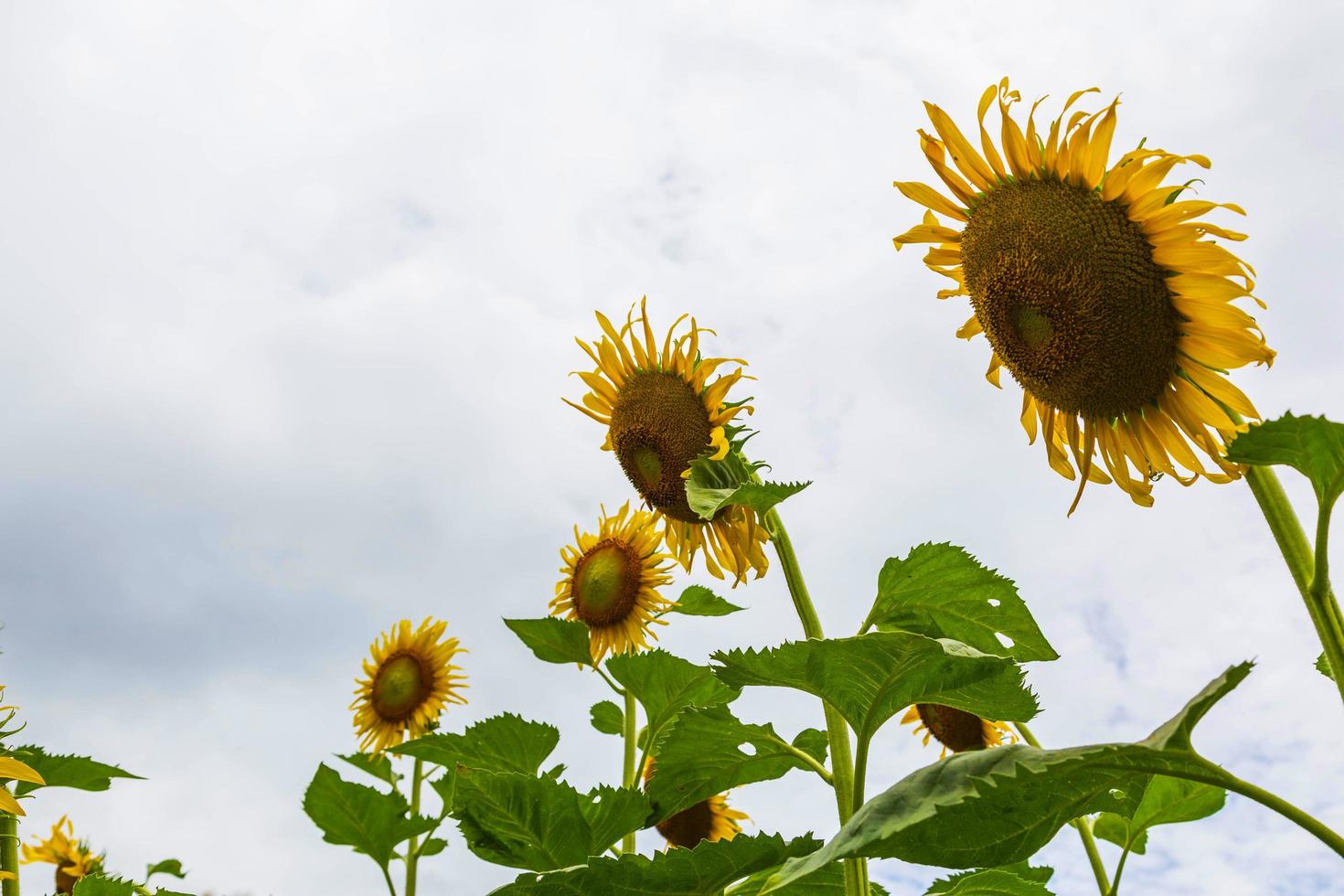 Sonnenblumenfeld und Sonnenblumenhintergrund foto