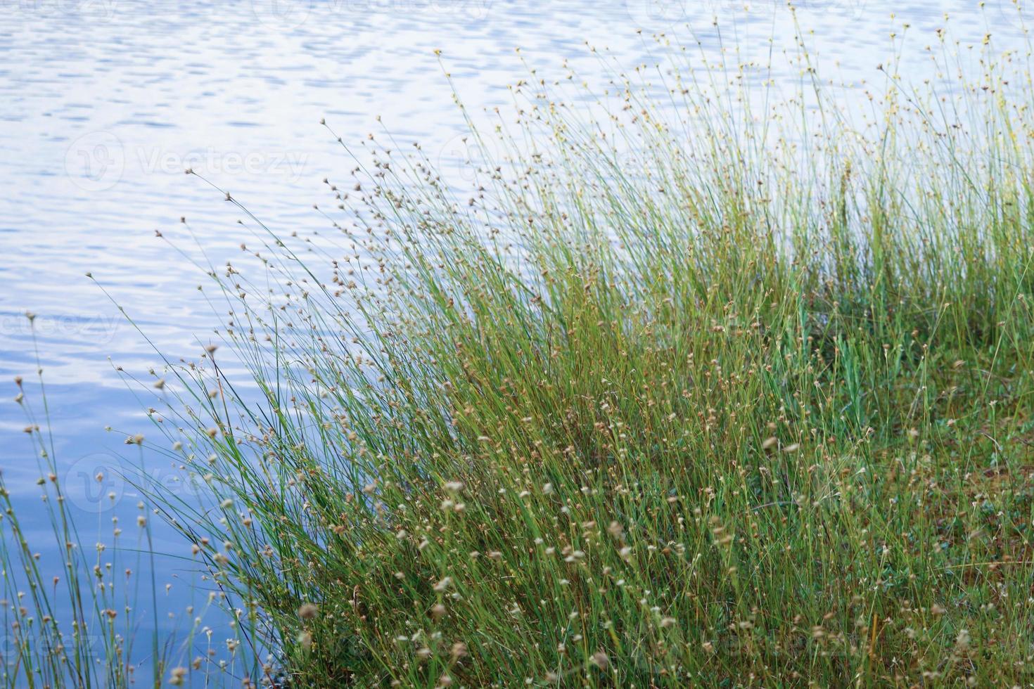 Hohes Gras mit gelben Blumen, die am Seeufer mit blauem Himmelreflexion im Wasserhintergrund wachsen foto