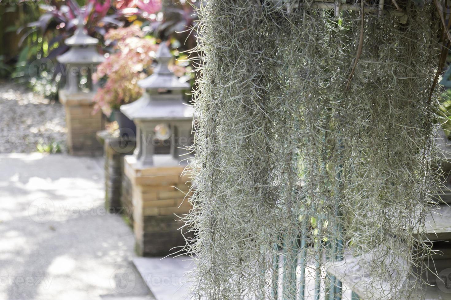 Grüne Gartenpflanzen im Freien im Resort foto