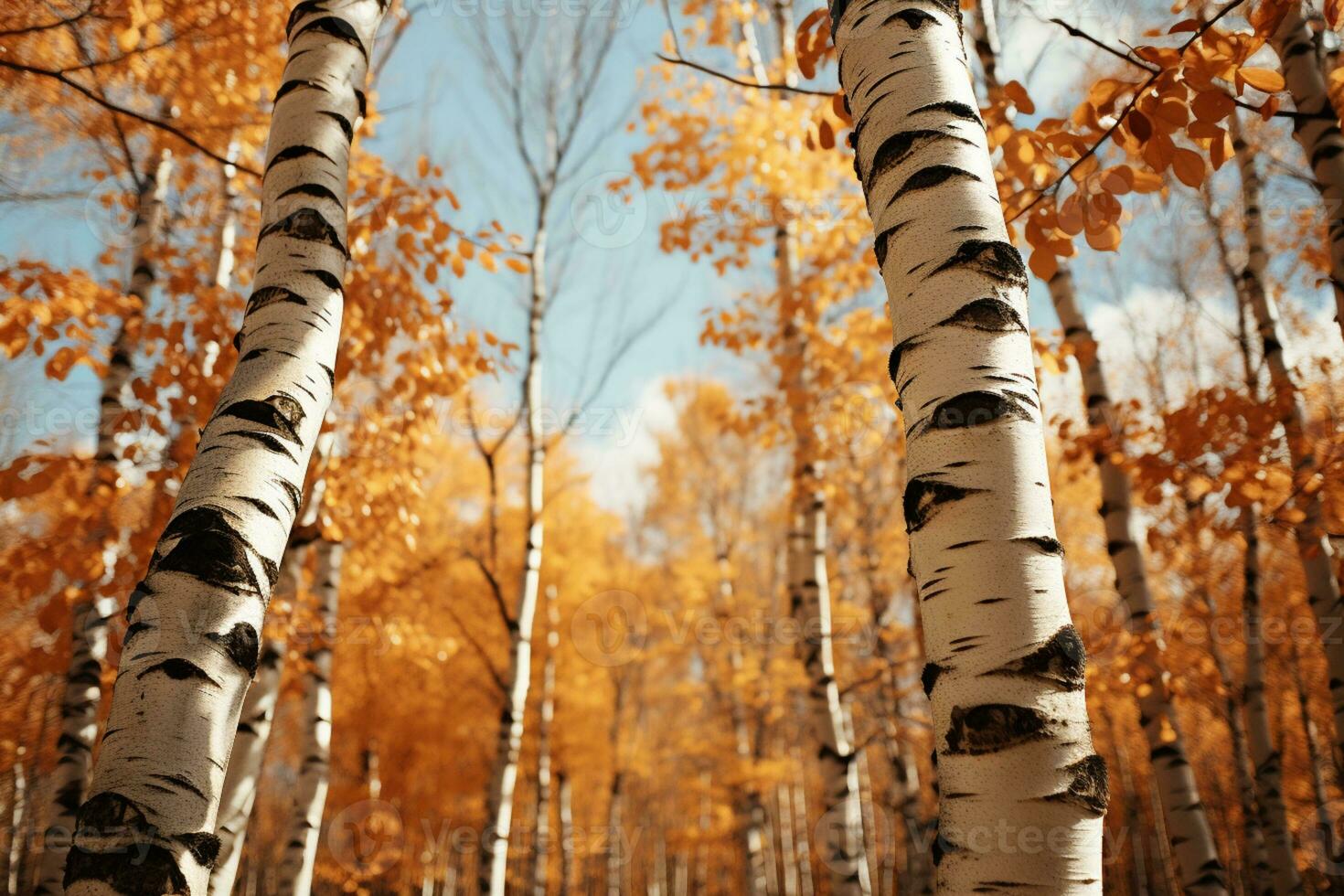 Herbst Palette kommt am Leben im das strahlend Birke Wald auf ein sonnig Nachmittag ai generiert foto