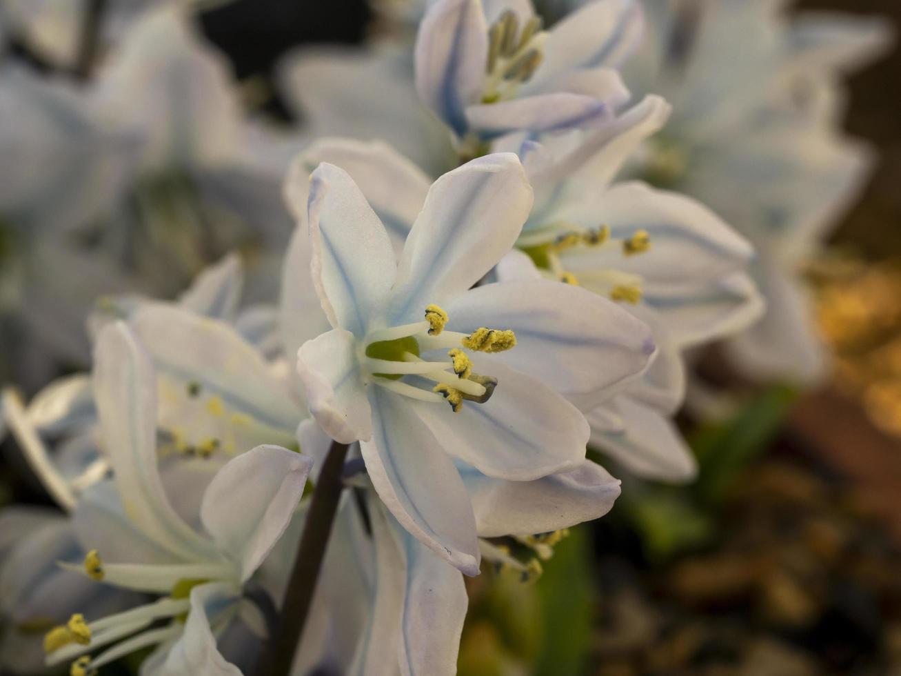 weiße Blüten von Scilla Mischtschenkoana mit Pollen foto