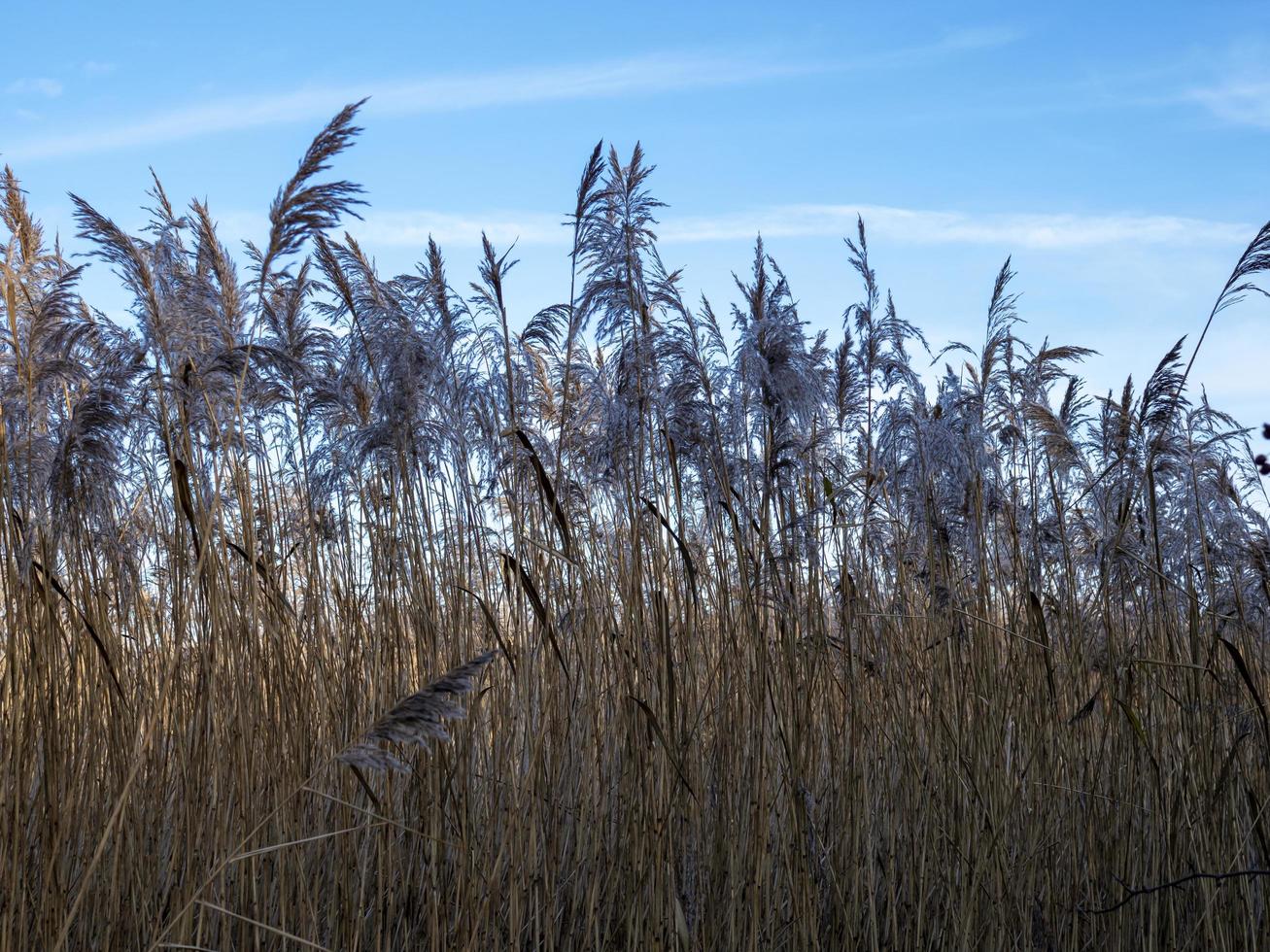 Schilf weht im Wind mit blauem Himmel foto