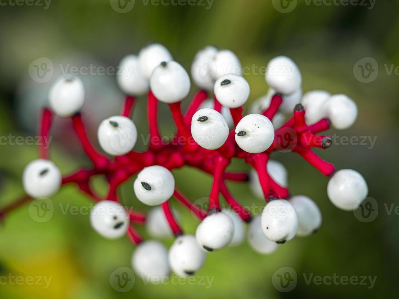 weiße Beeren von Actaea pachypoda weiße Baneberry foto