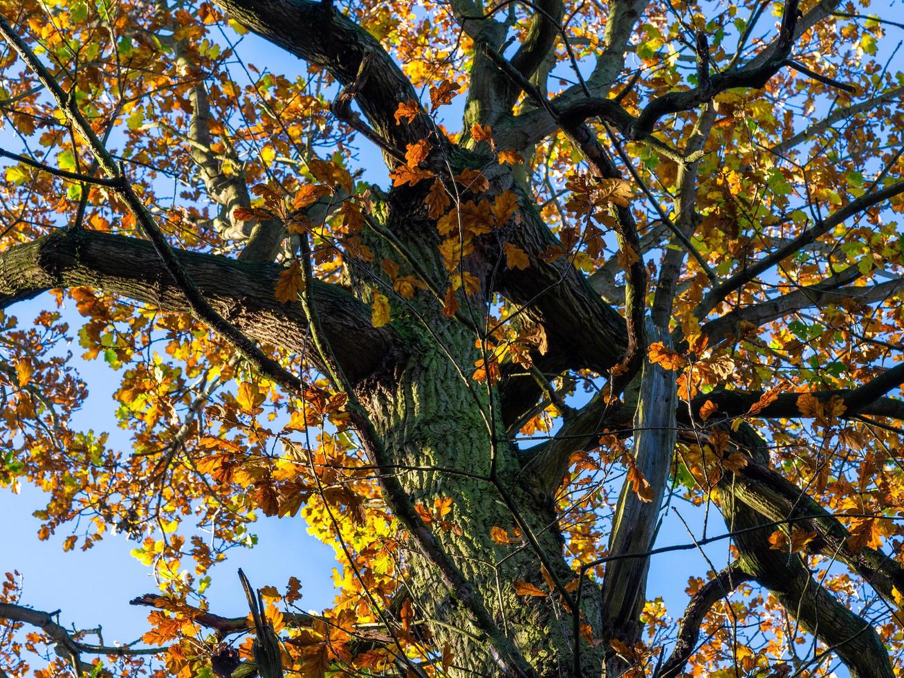 Eiche mit Herbstlaub im Sonnenlicht foto