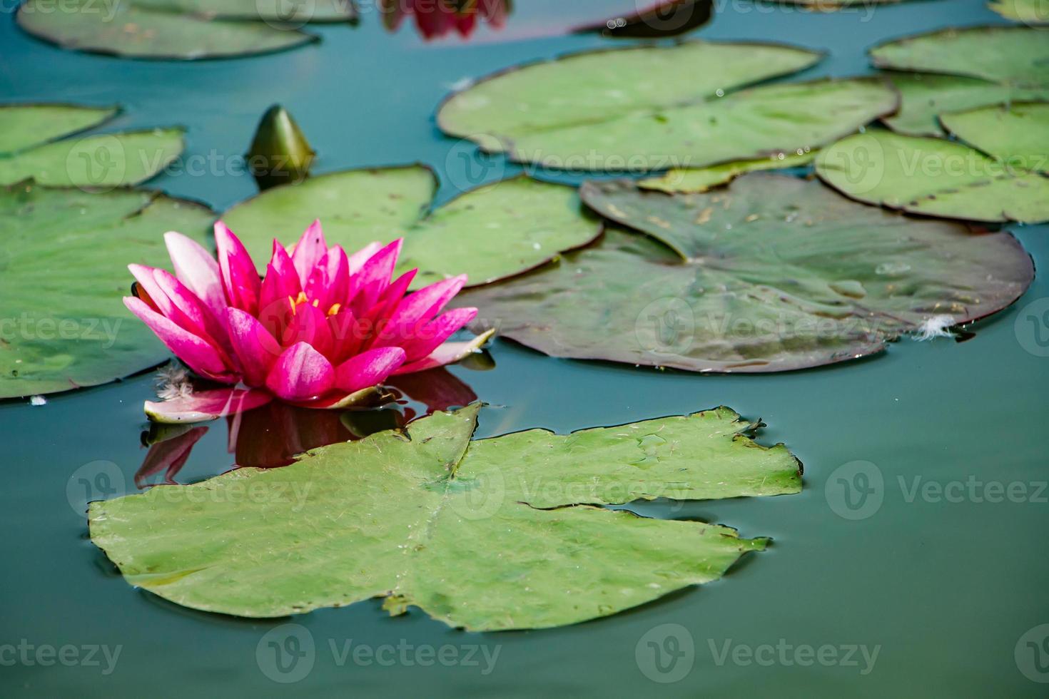 rosa Lotus in klarem Wasser. Seerosen im Teich. foto