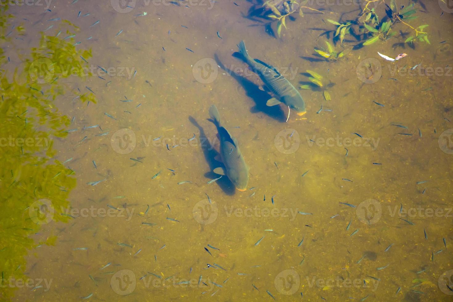 große Fische schwimmen in klarem Wasser in einem Teich. Welse fressen Nahrung. foto
