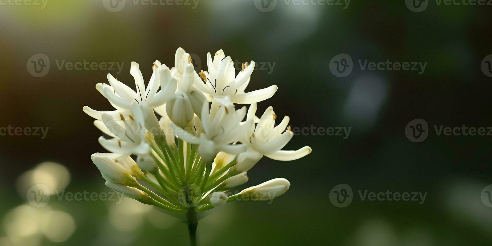 Tuberose Blume verschwommen Hintergrund aromatisch Duft Parfüm, ai generiert foto