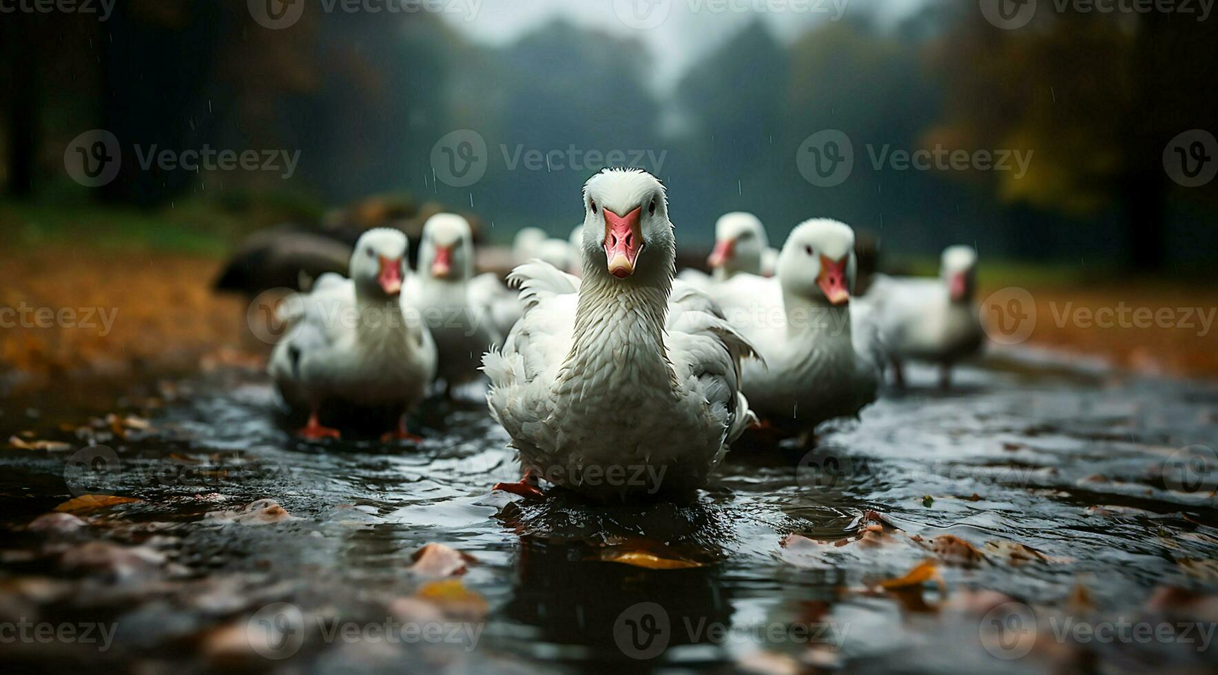 ein Bündel von Weiß Gänse Gehen foto