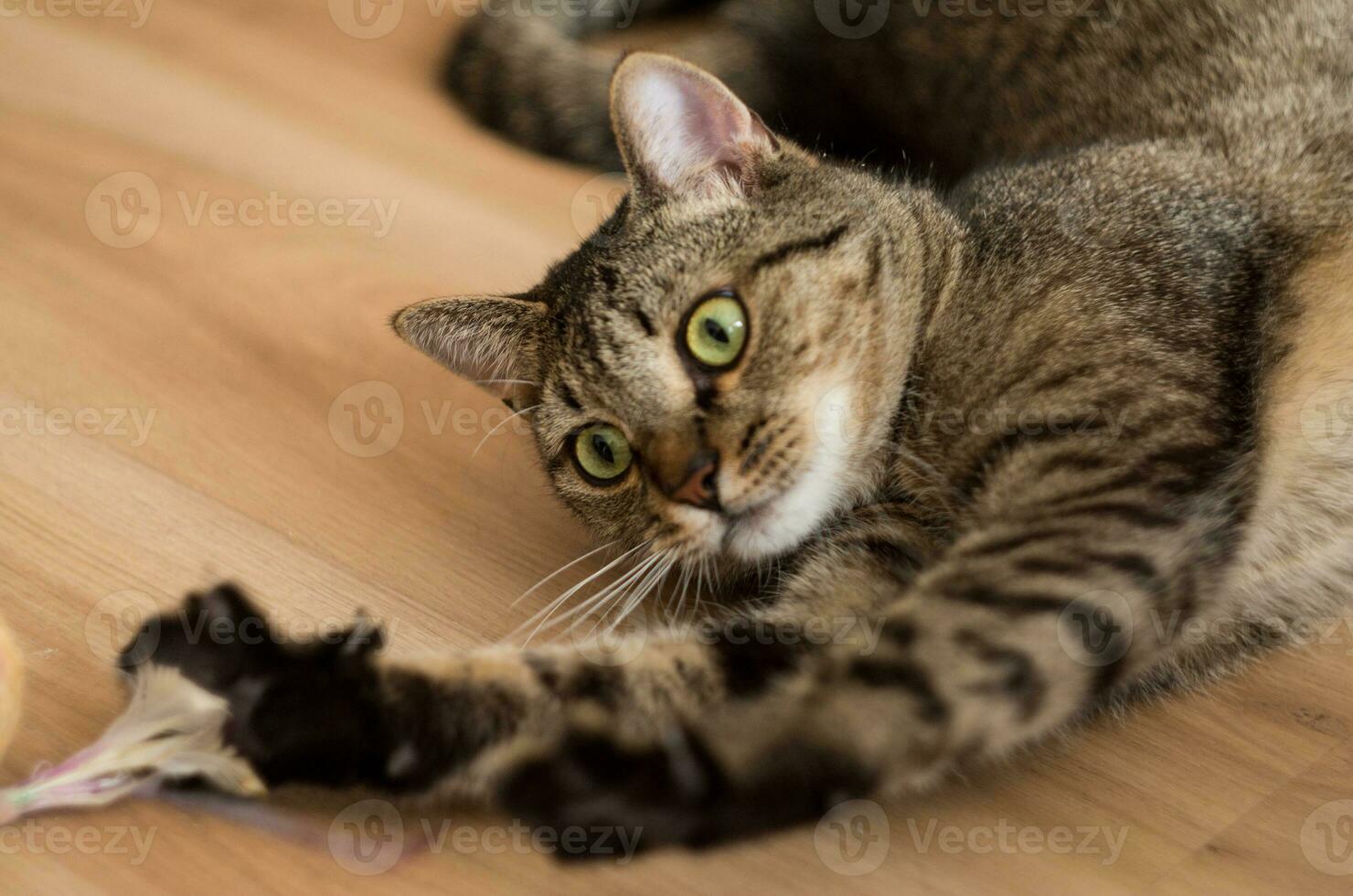 spielerisch Katze mit ein Spielzeug foto