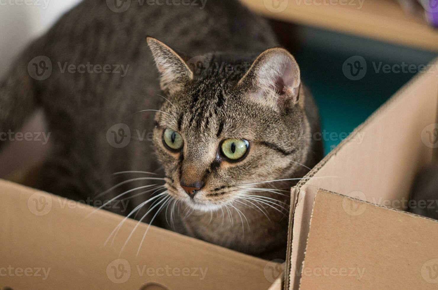 süß Erwachsene Katze spielerisch im ein Papier Box foto