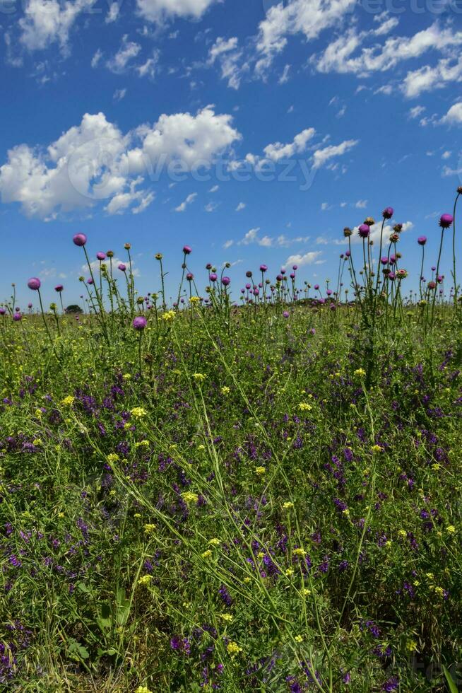 wild Blumen und Kiefern, Patagonien foto