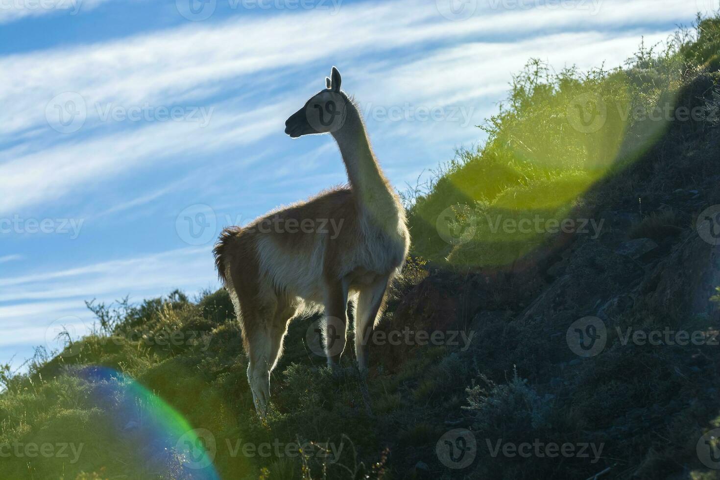 Guanaco im torres del paine National Park, Patagonien, Chile. foto