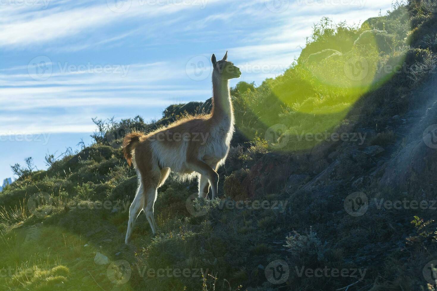 Guanaco im torres del paine National Park, Patagonien, Chile. foto