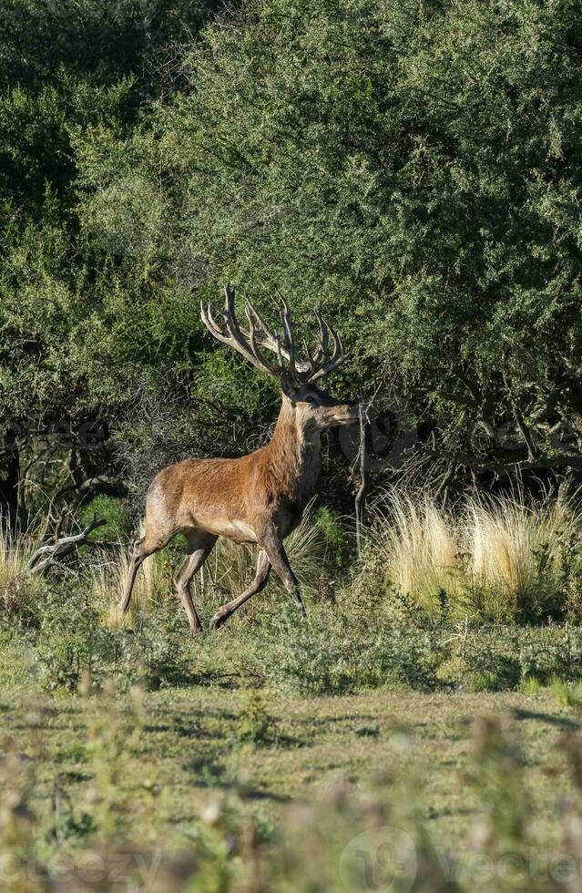 rot Hirsch im calden Wald Umfeld, la Pampa, Argentinien, Parque luro, Natur Reservieren foto