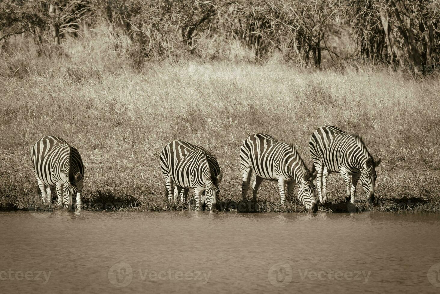 Herde von Zebras im das afrikanisch Savanne foto