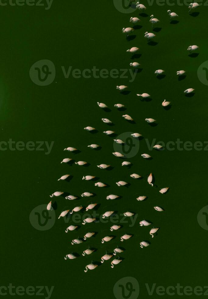 Flamingos im Patagonien , Antenne Aussicht foto