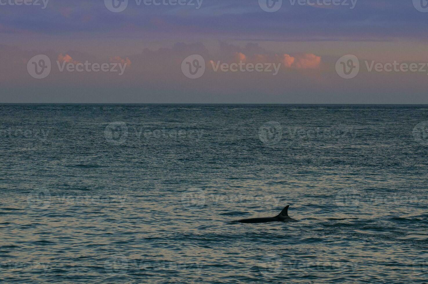 Orca beim Sonnenuntergang, Patagonien , Argentinien foto