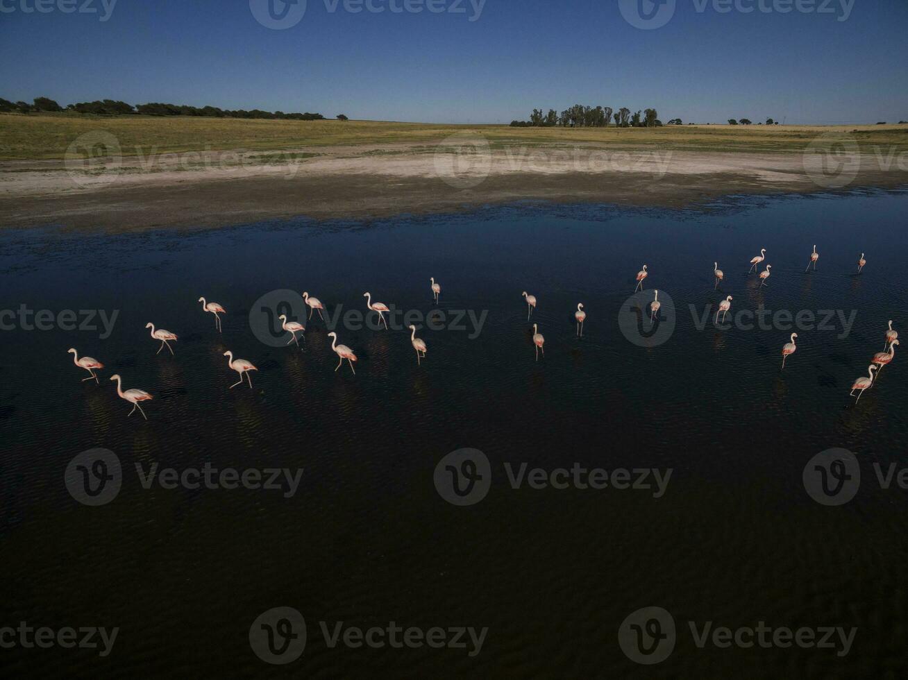 Flamingos im Patagonien , Antenne Aussicht foto
