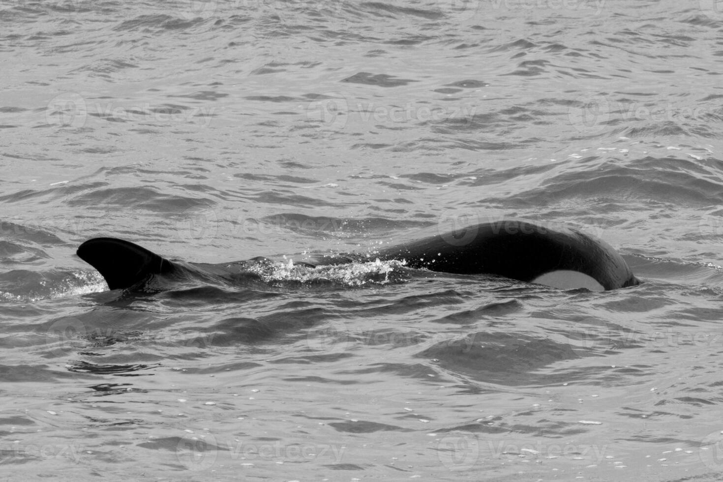 Orca angreifen Meer Löwen, Patagonien Argentinien foto