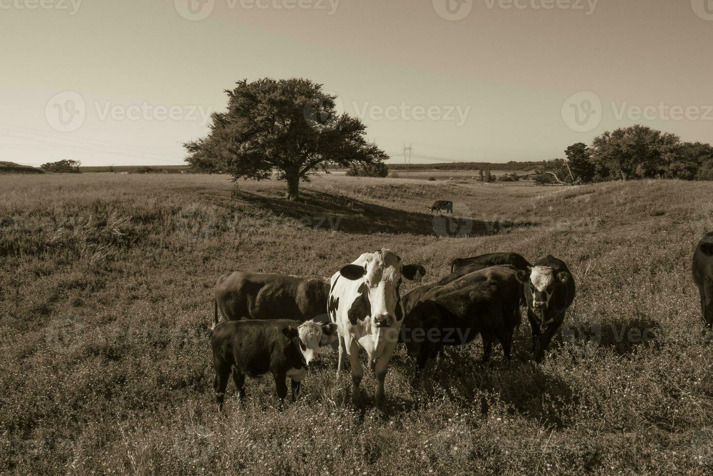 Kühe angehoben mit natürlich Gras, Argentinien Fleisch Produktion foto