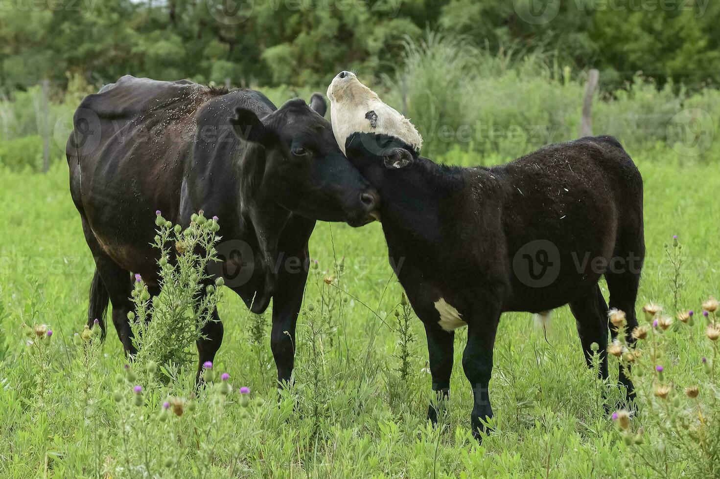 das Vieh und Kalb Saugen, Argentinien Land, la Pampa Provinz, Argentinien. foto