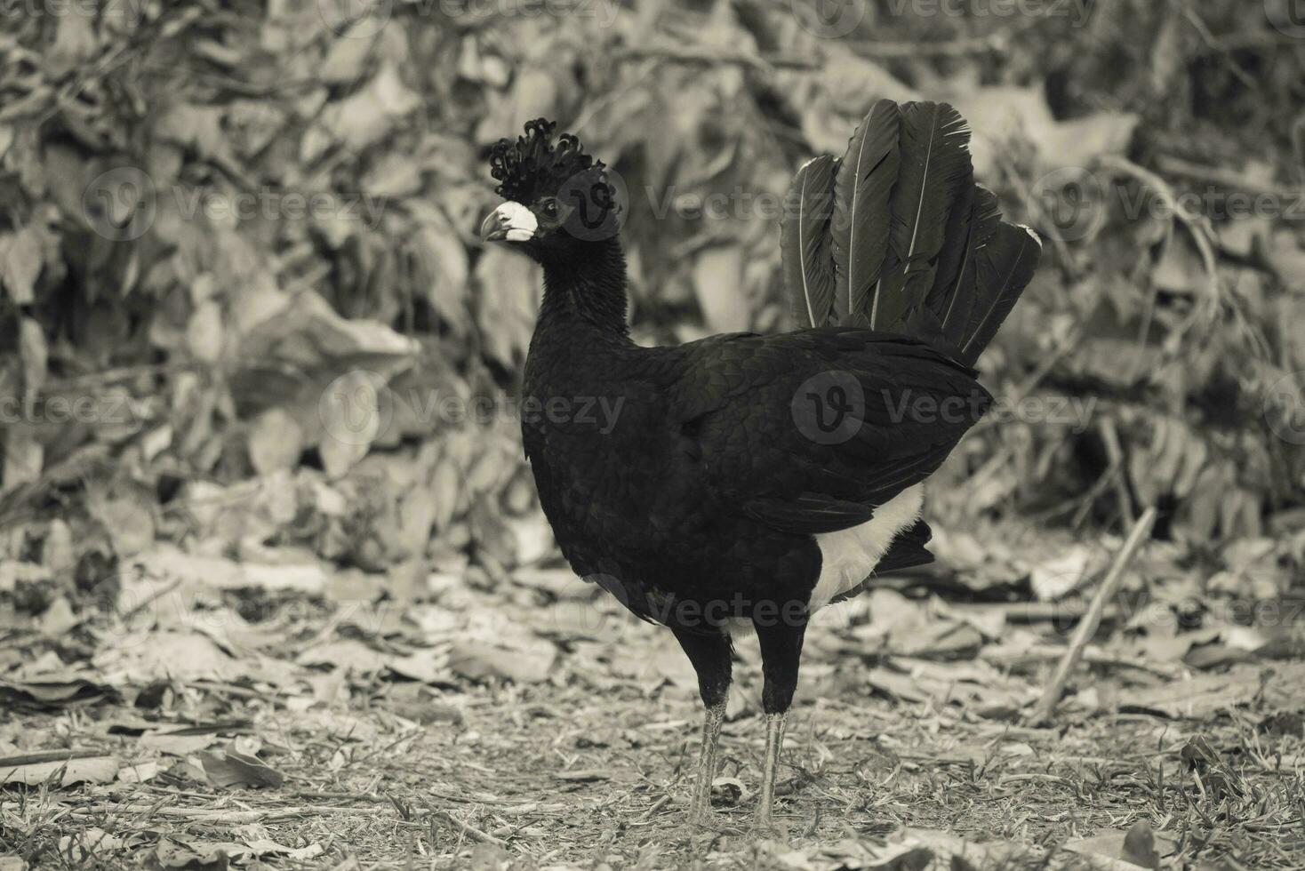 nackt konfrontiert Curassow, im ein Urwald Umfeld, pantanal Brasilien foto