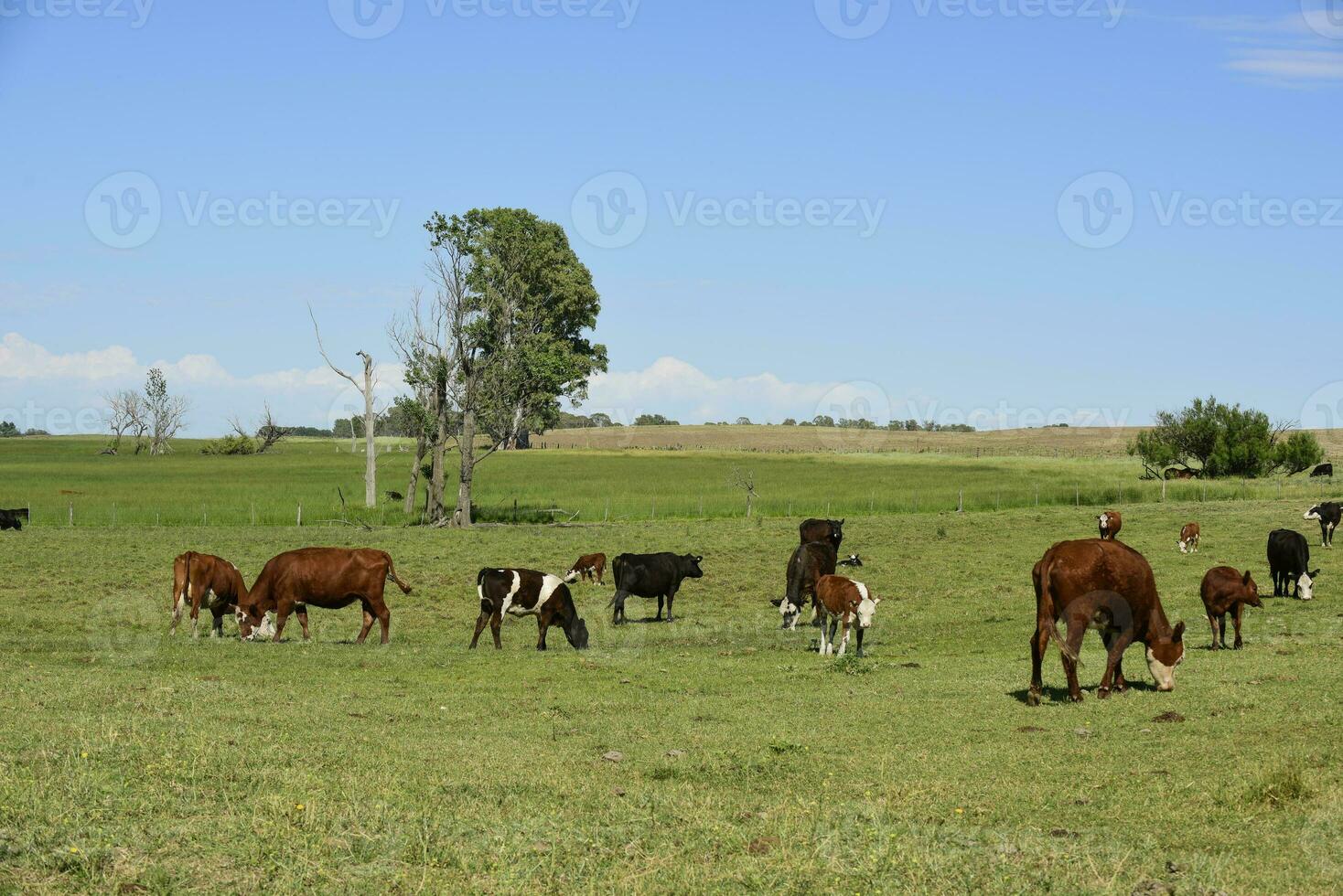 das Vieh im Argentinien Landschaft, Buenos Aires Provinz, Argentinien. foto