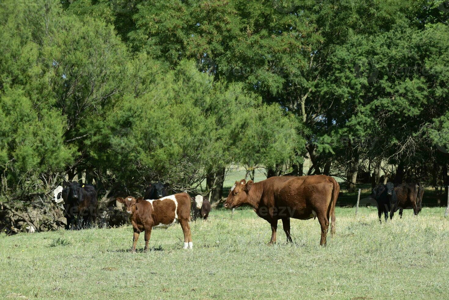 das Vieh im Argentinien Landschaft, Buenos Aires Provinz, Argentinien. foto