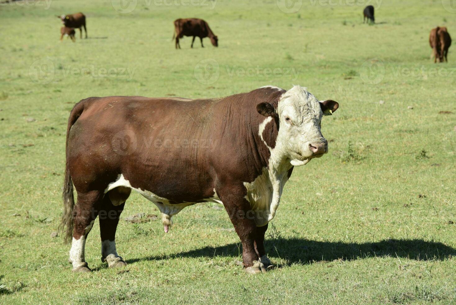 Stier im Argentinien Landschaft, Buenos Aires Provinz, Argentinien. foto