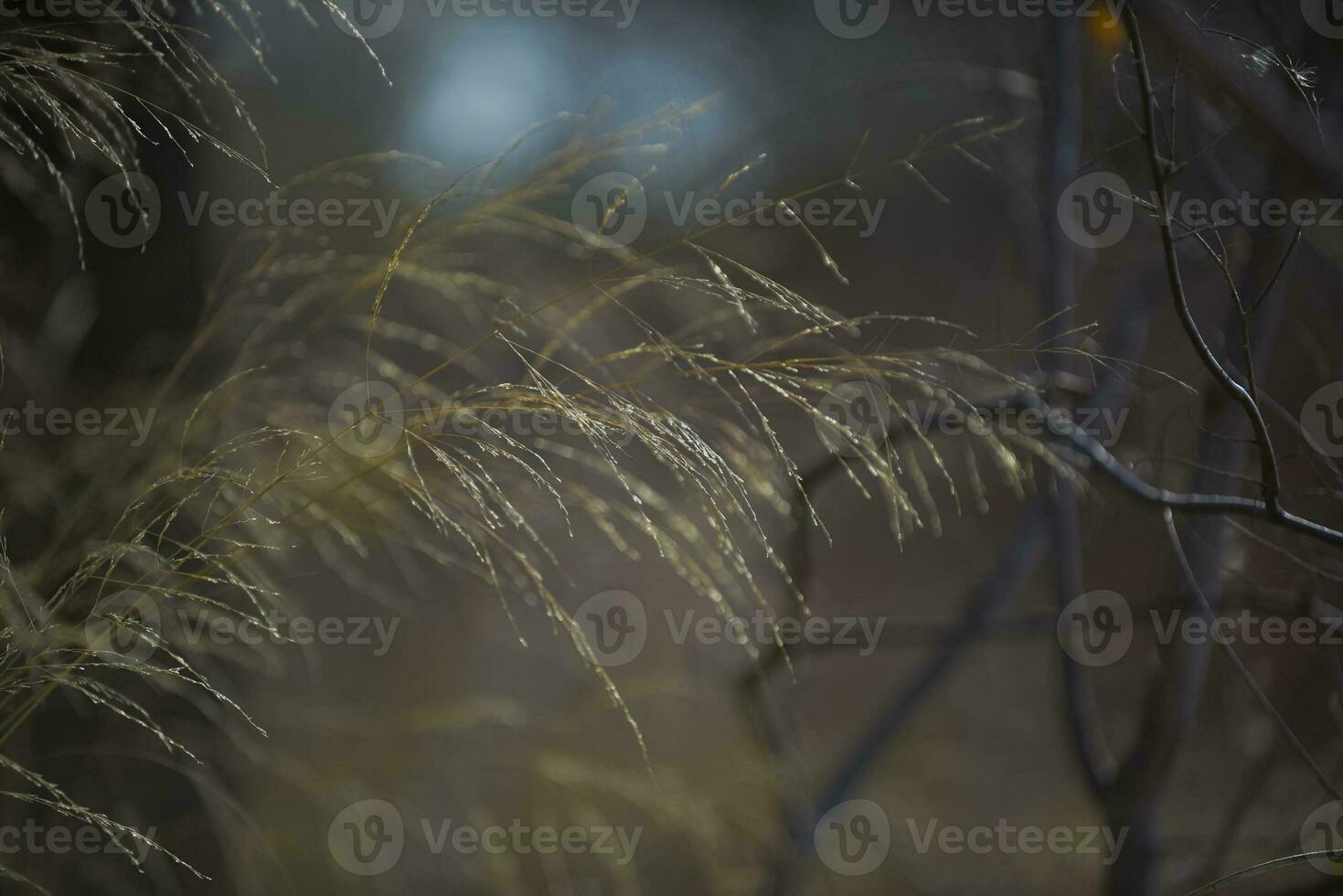 Gras im Landschaft Pampas Argentinien foto