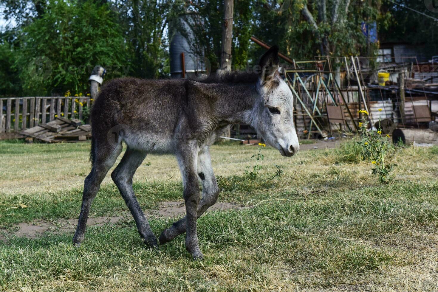 Esel Neugeborene Baby im Bauernhof, Argentinien Landschaft foto