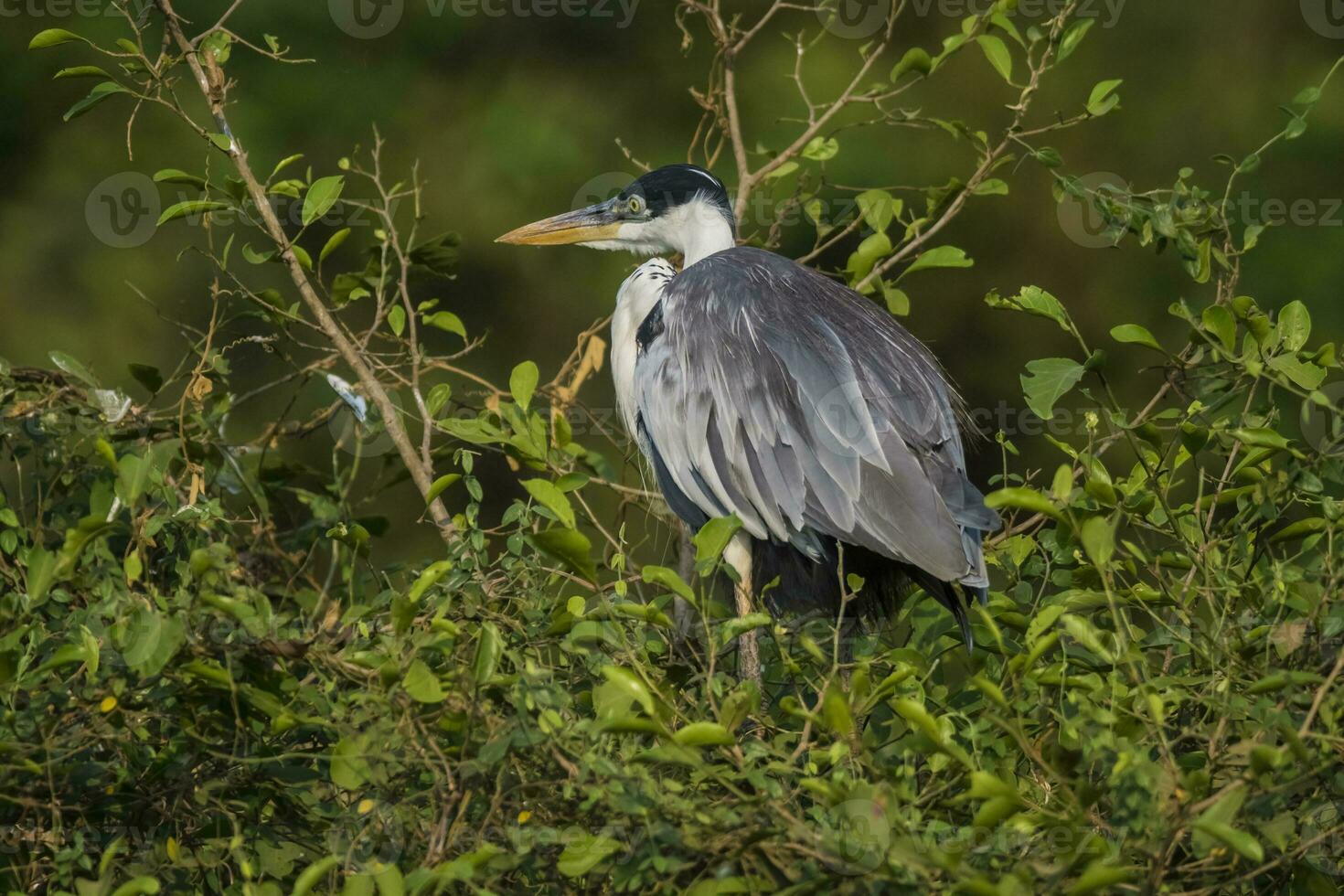 Weiß Hals Reiher, pantanal , Brasilien foto