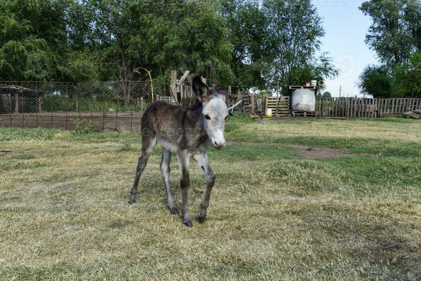Esel Neugeborene Baby im Bauernhof, Argentinien Landschaft foto