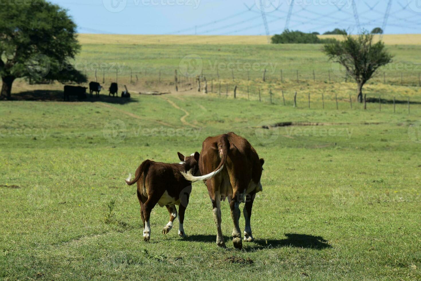 das Vieh erziehen mit natürlich Weiden im Pampas Landschaft, la Pampa Provinz, Patagonien, Argentinien. foto