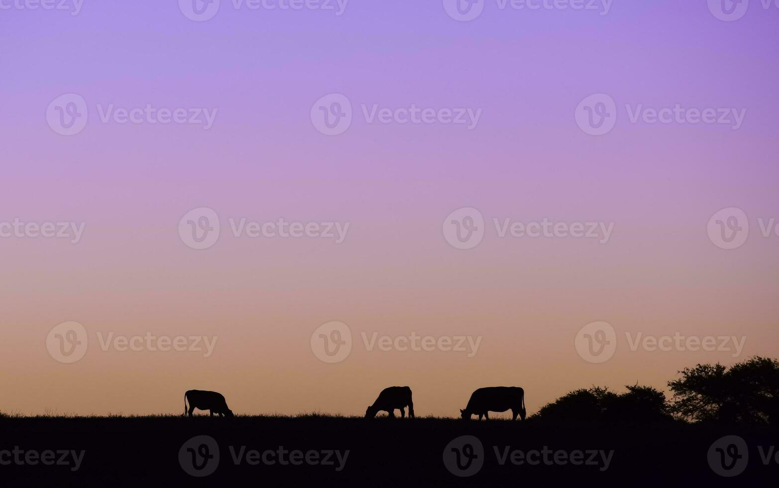 Kühe Silhouetten Weiden, la Pampa, Patagonien, Argentinien. foto