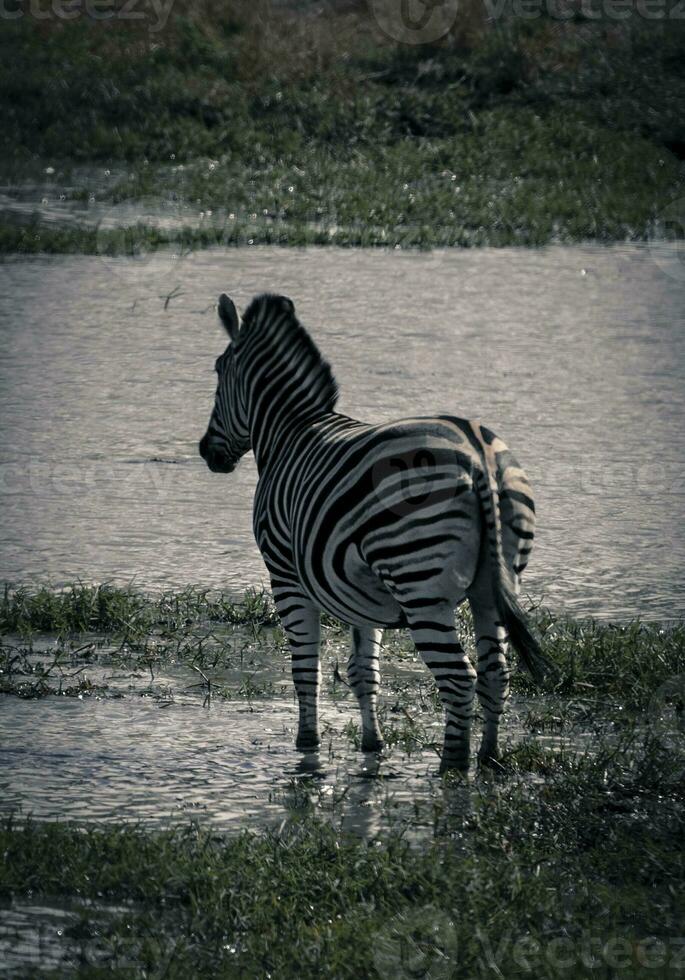 Herde von Zebras im das afrikanisch Savanne foto