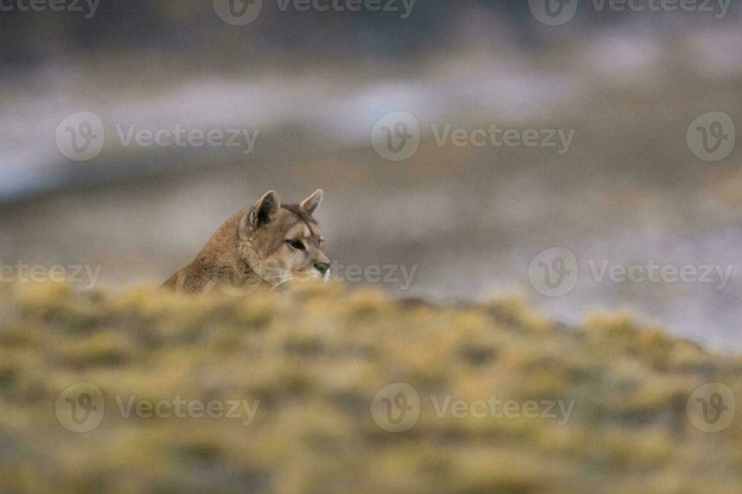 Puma Gehen im Berg Umfeld, torres del paine National Park, Patagonien, Chile. foto