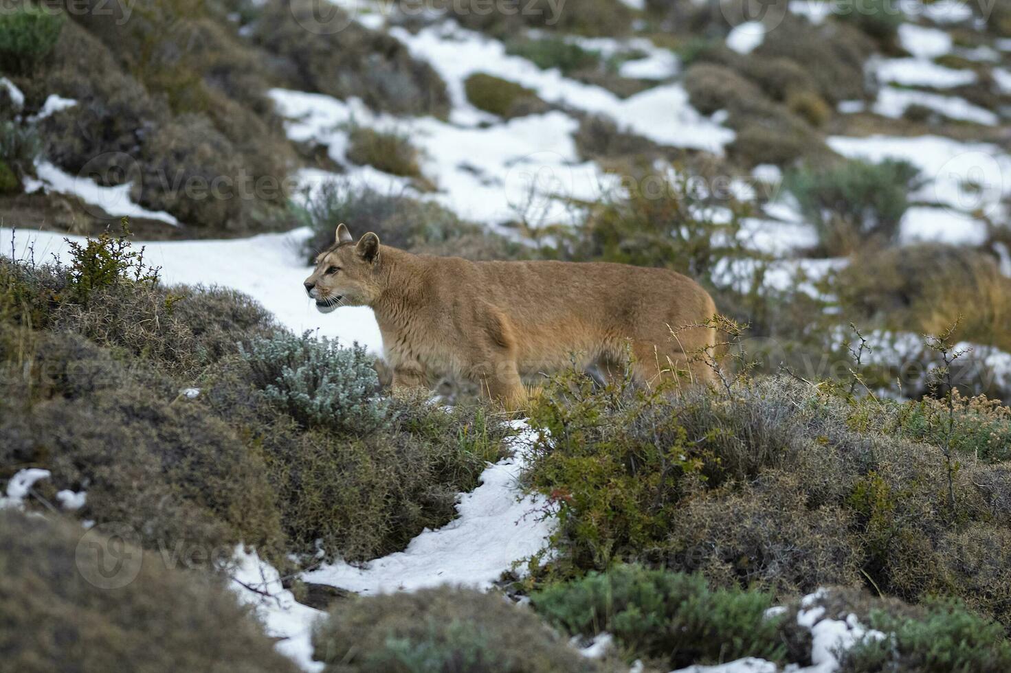 Puma Gehen im Berg Umfeld, torres del paine National Park, Patagonien, Chile. foto