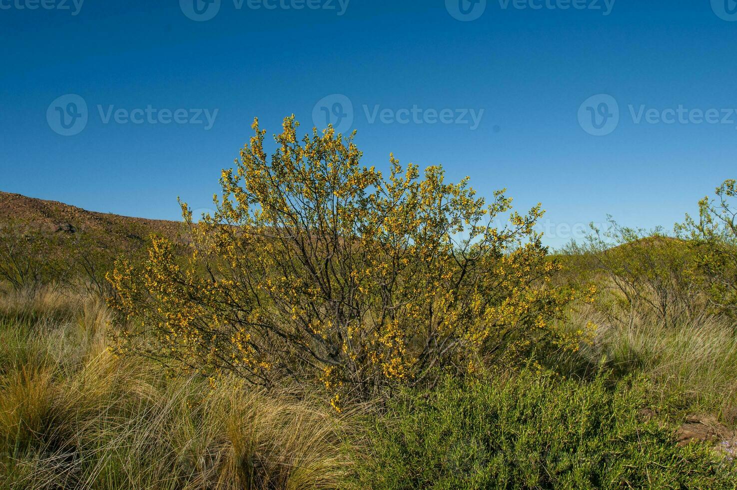 Kreosot Busch, lihue Calel National Park, la Pampa, Argentinien foto