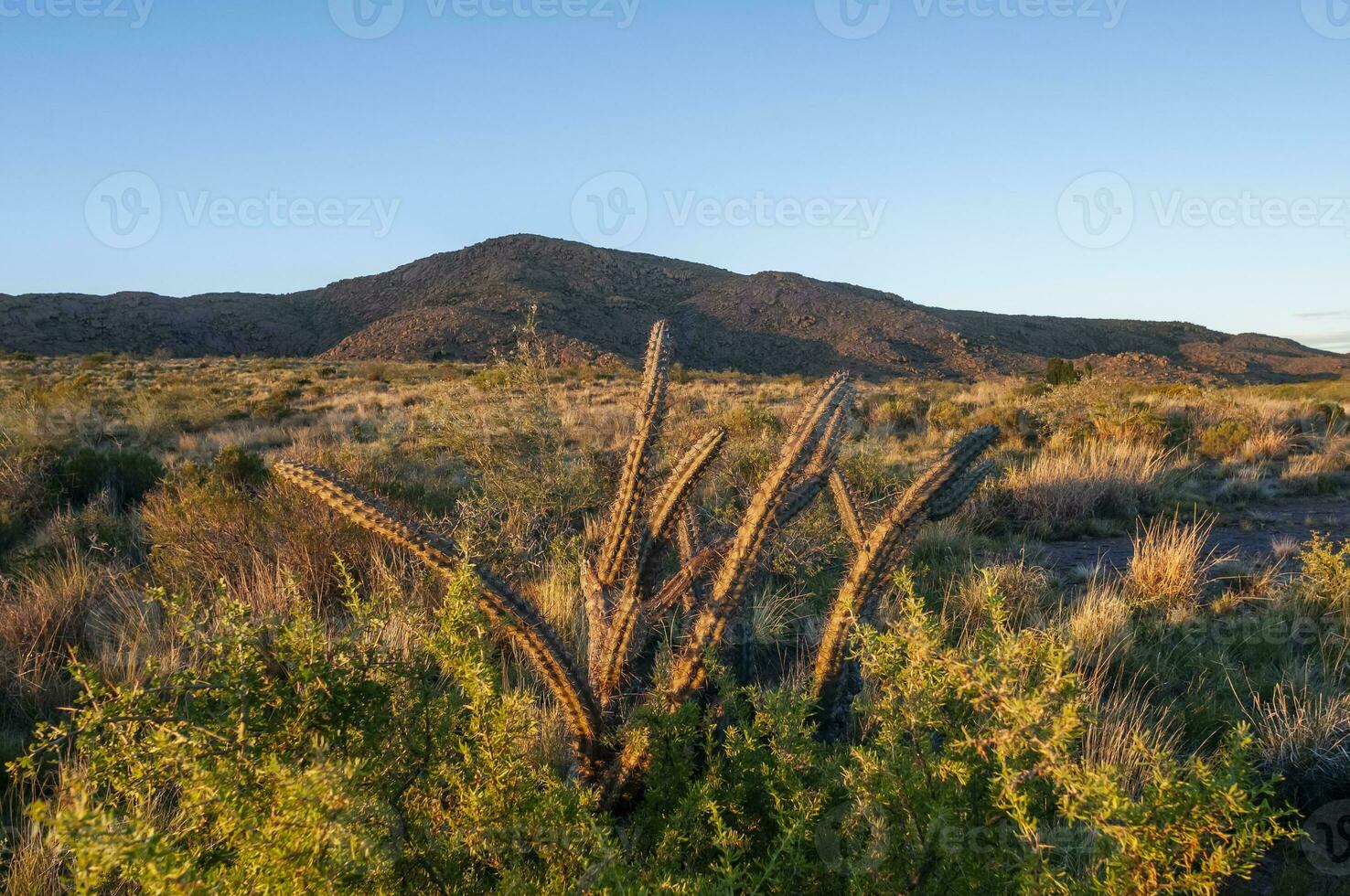 Kaktus im lihue Calel National Park, la Pampa, Argentinien foto