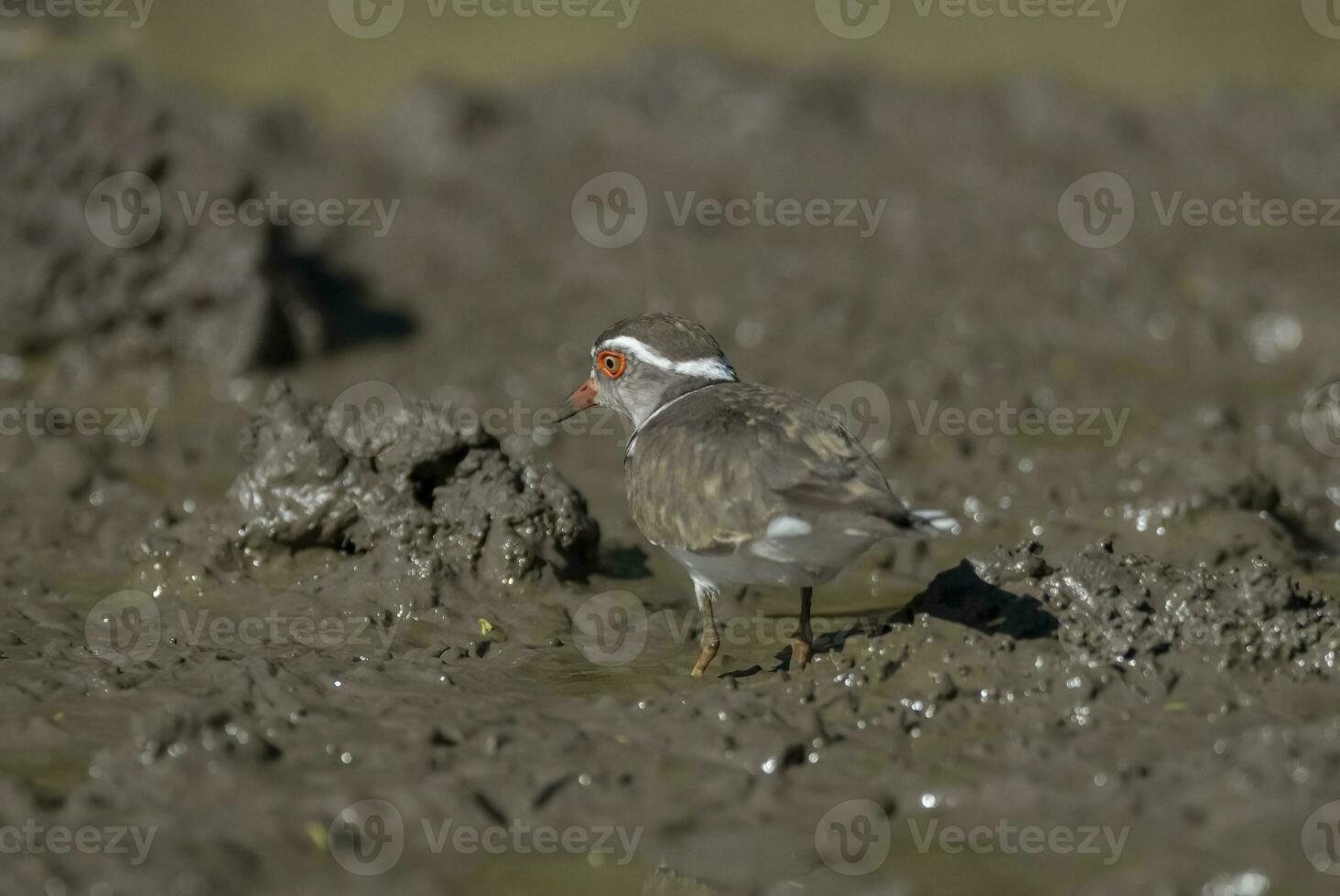 drei gebändert Regenpfeifer.charadrius Tricollaris, Krüger National Park, Süd Afrika. foto