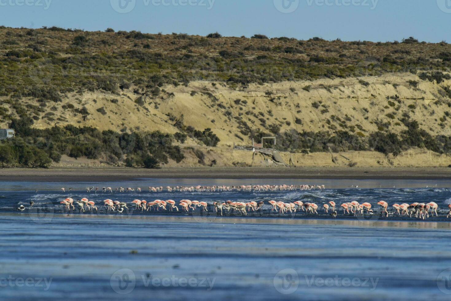 Flamingos Fütterung auf ein Strand, Halbinsel Valdes, Patagonien, Argentinien foto