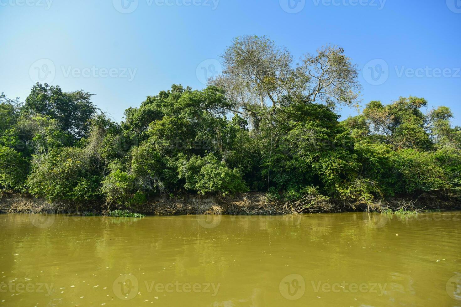 pantanal Ökosystem, mato Grosso, Brasilien foto