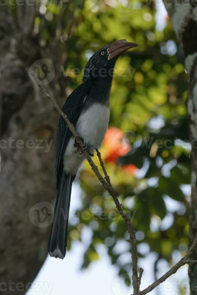 südlicher gelbschnabeliger Nashornvogel foto