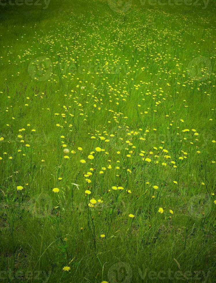 Sommer- Blumen im Patagonien , Argentinien foto