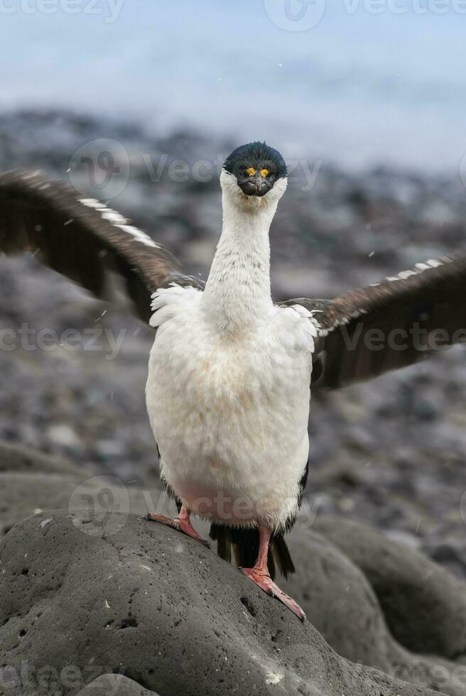 Kaiserliche Kormoran, Zucht Kolonie, Paulet Insel, Antarktis foto