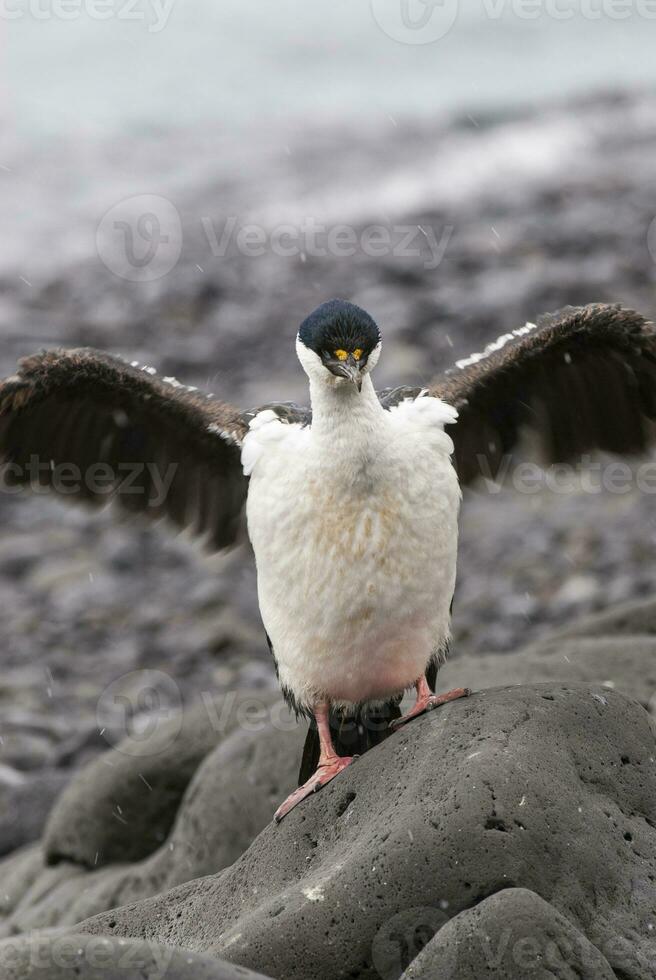 Kaiserliche Kormoran, Zucht Kolonie, Paulet Insel, Antarktis foto