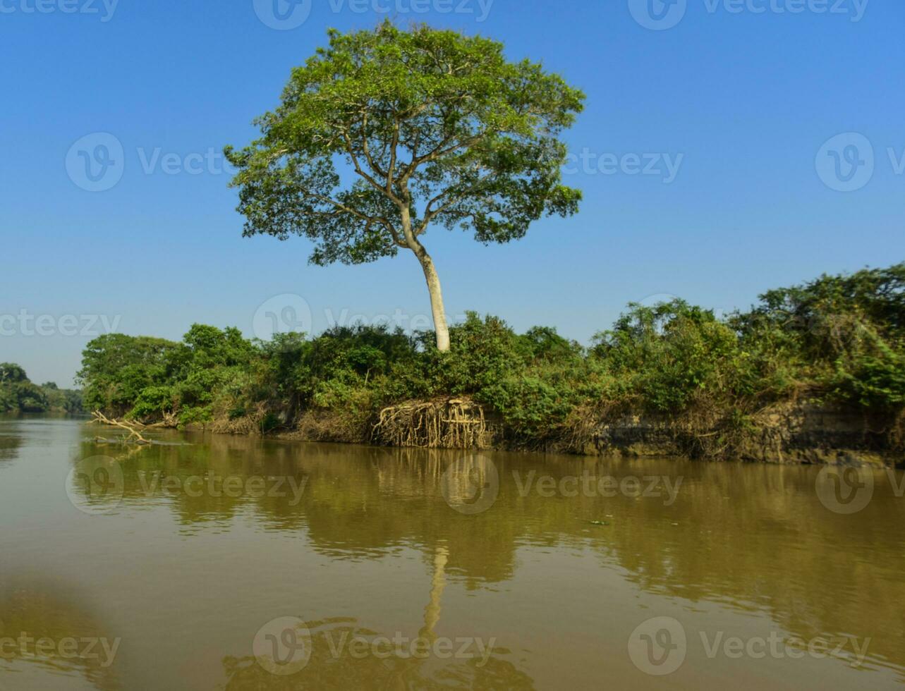 pantanal Wald Ökosystem, mato Grosso, Brasilien foto